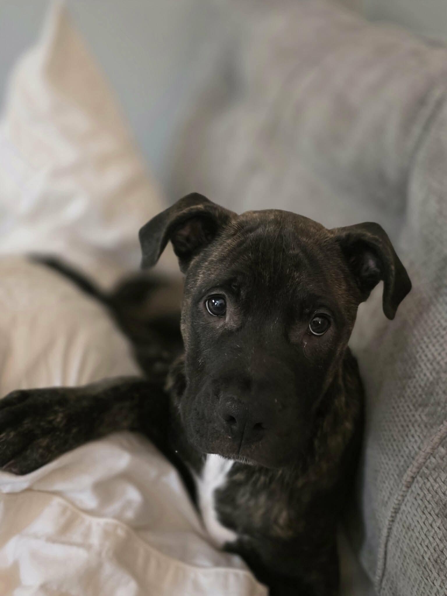 Machi, a Adoptable mixed breed in Grand Haven, MI image 4/4