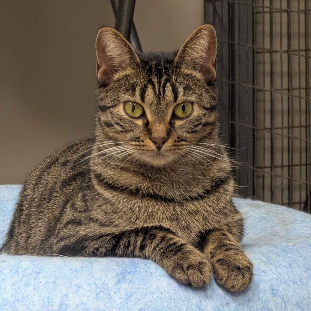 Jenny Fromdabloc, a Adoptable Domestic Short Hair in Houston, TX image 1/6