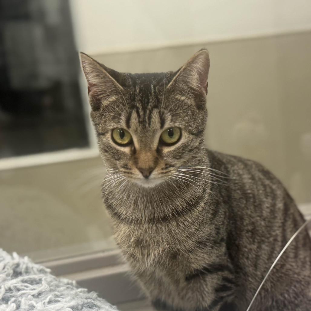 Enlarge Jenny Fromdabloc, a Adoptable Domestic Short Hair in Houston, TX image 1/2