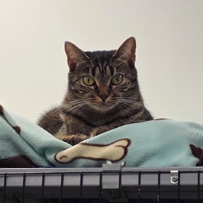 Jenny Fromdabloc, a Adoptable Domestic Short Hair in Houston, TX image 3/6