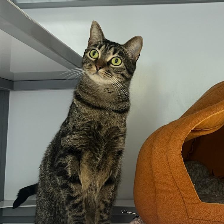 Jenny Fromdabloc, a Adoptable Domestic Short Hair in Houston, TX image 4/6