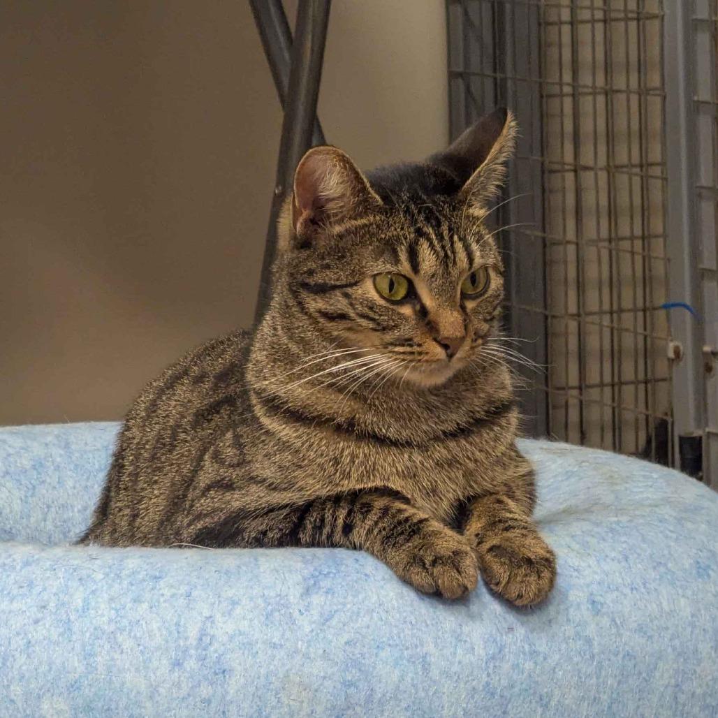 Jenny Fromdabloc, a Adoptable Domestic Short Hair in Houston, TX image 5/6