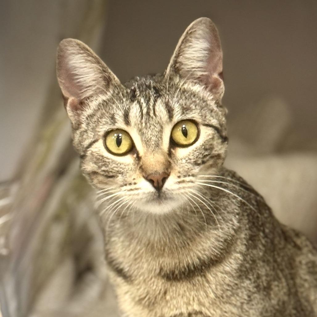 Enlarge Jenny Fromdabloc, a Adoptable Domestic Short Hair in Houston, TX image 2/2