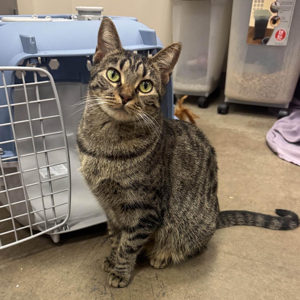 Jenny Fromdabloc, a Adoptable Domestic Short Hair in Houston, TX image 6/6