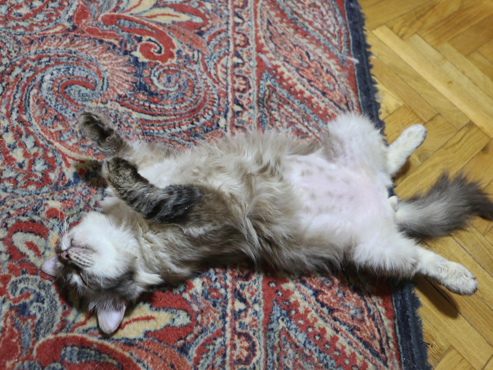 Enlarge Amar, a Adoptable mixed breed in Brampton, ON image 1/3