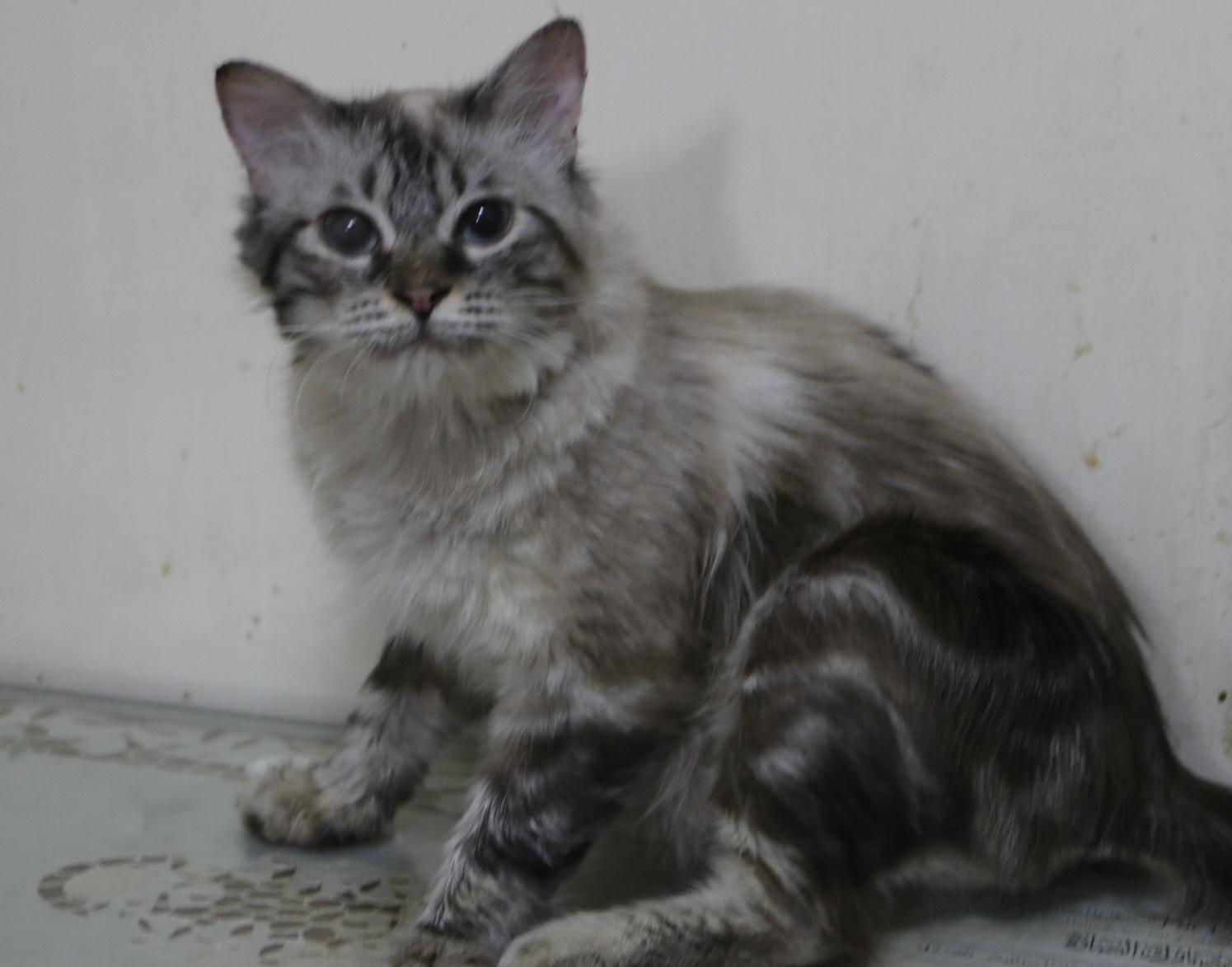 Amar, Adult Male unknown