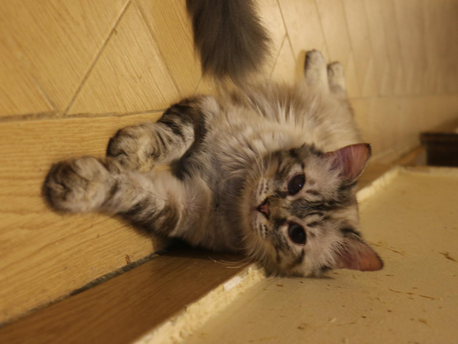 Enlarge Amar, a Adoptable mixed breed in Brampton, ON image 3/3