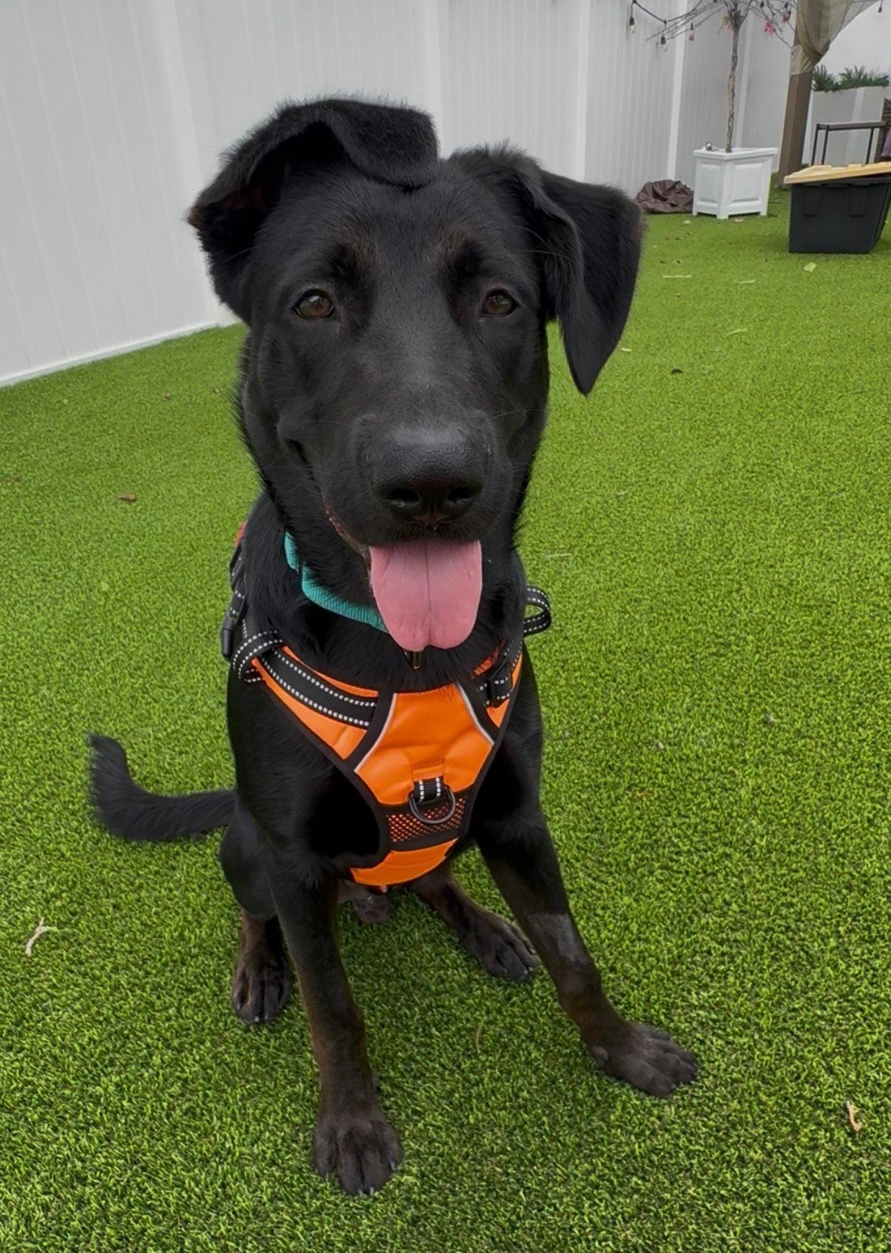 Enlarge Arden, a Adoptable mixed breed in Lighthouse Point, FL image 1/3