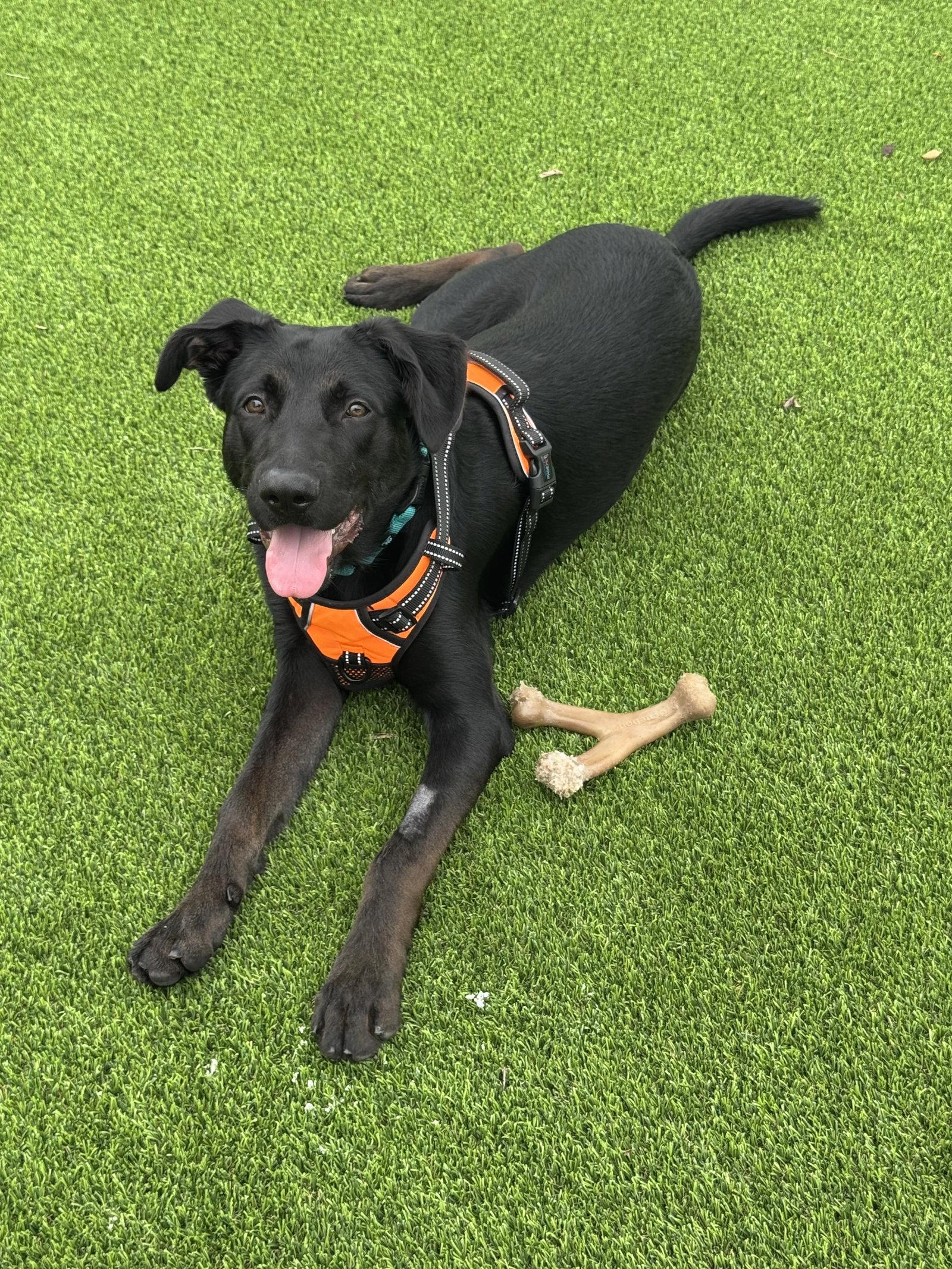 Enlarge Arden, a Adoptable mixed breed in Lighthouse Point, FL image 2/3