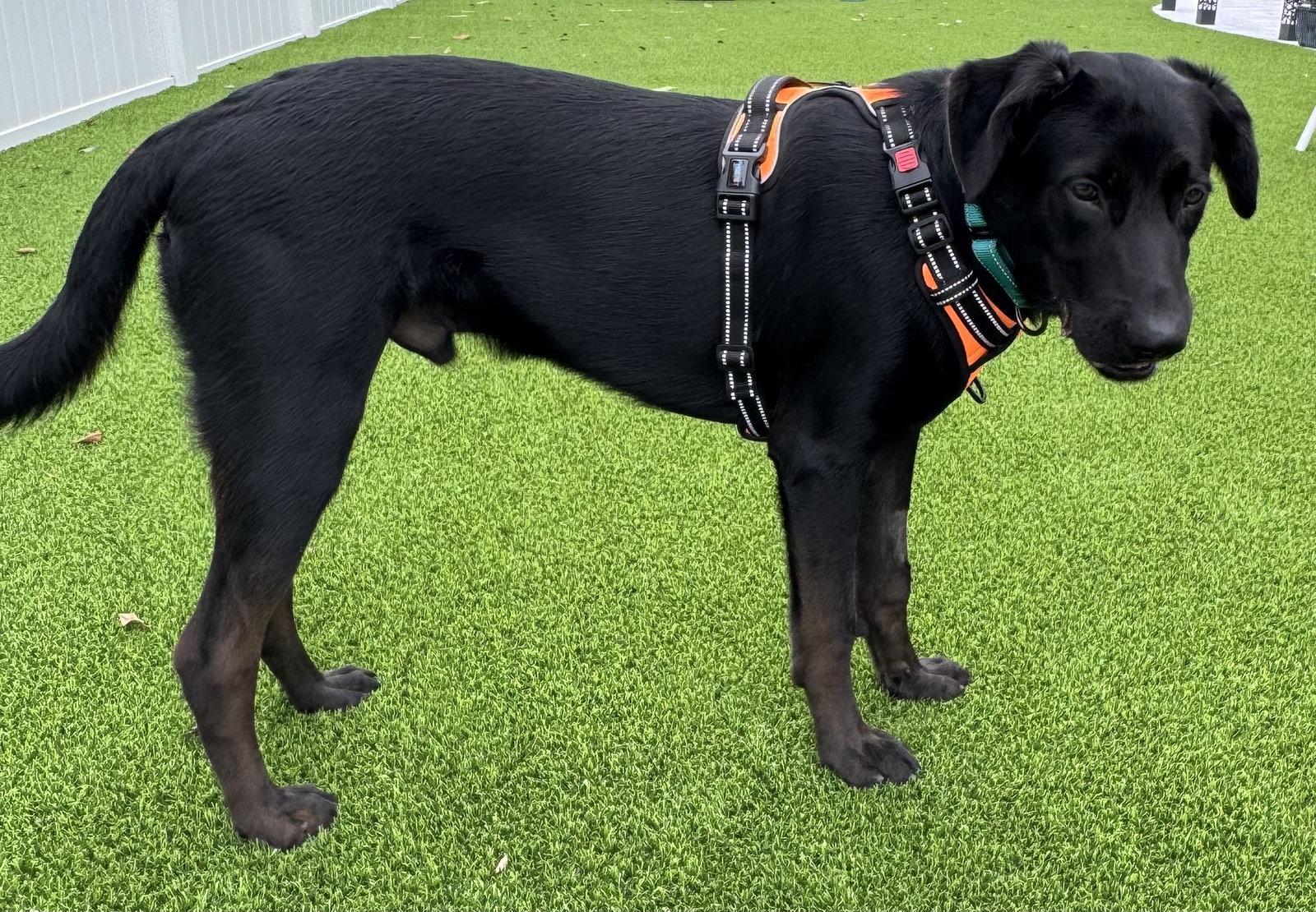 Enlarge Arden, a Adoptable mixed breed in Lighthouse Point, FL image 3/3