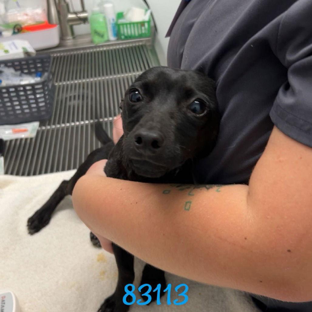 Slate, Adopted, Adult Male Chihuahua.