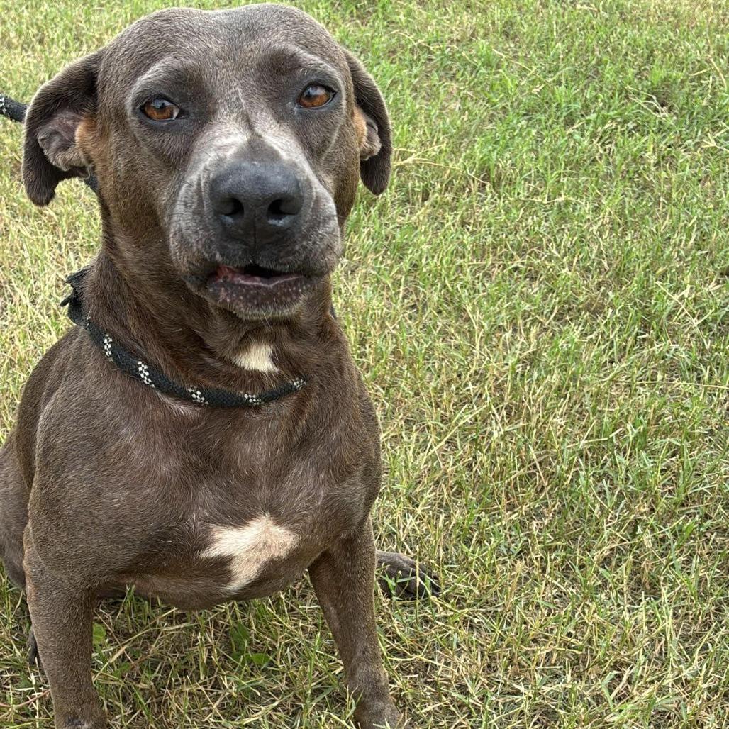 Chula, Adoptable, Adult Female American Staffordshire Terrier.