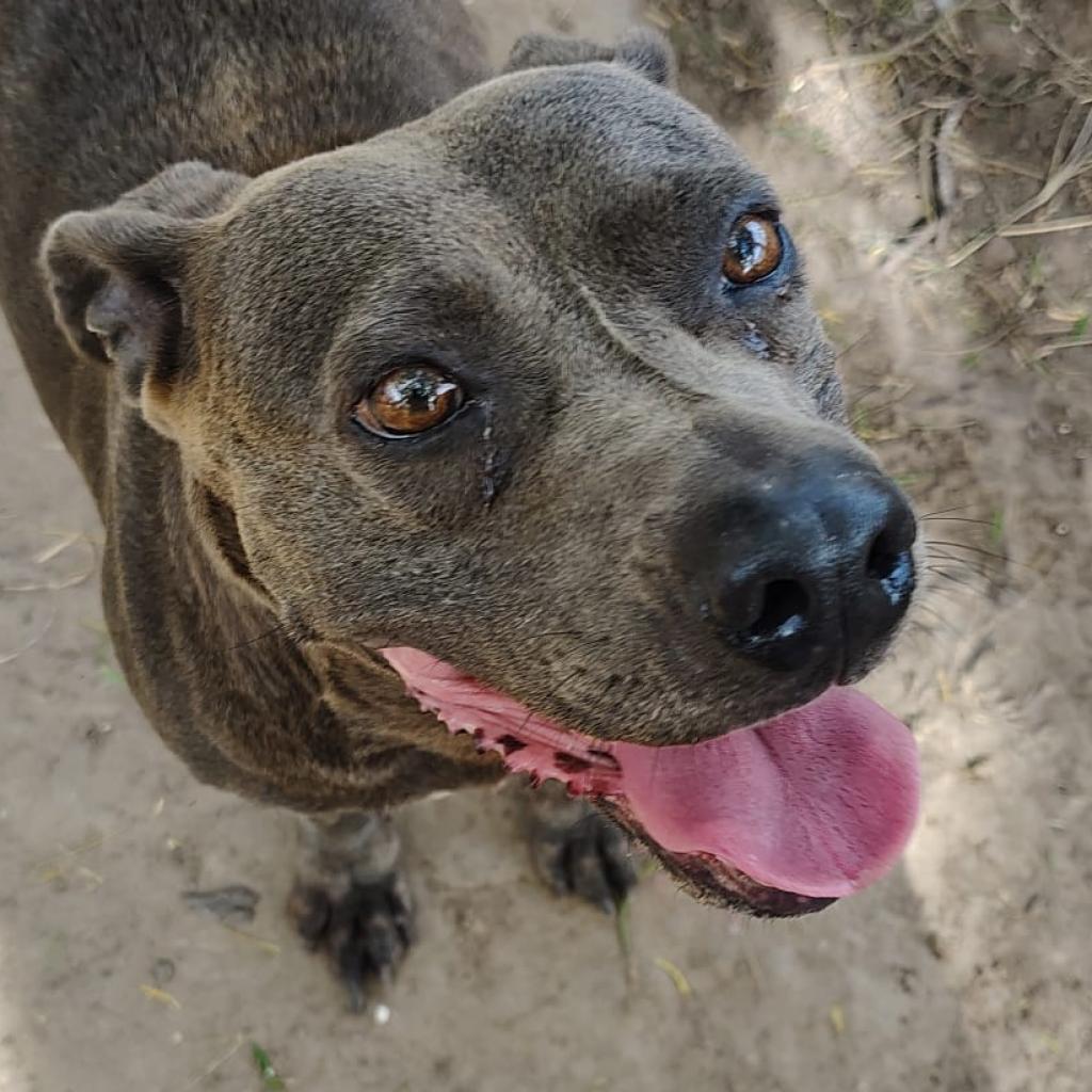 Chula, a Adoptable American Staffordshire Terrier in West Islip, NY image 2/3