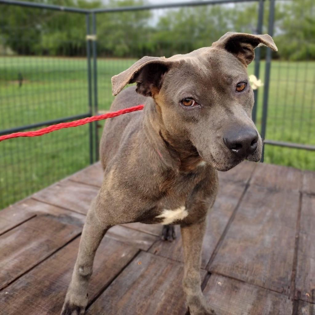 Chula, a Adoptable American Staffordshire Terrier in West Islip, NY image 3/3