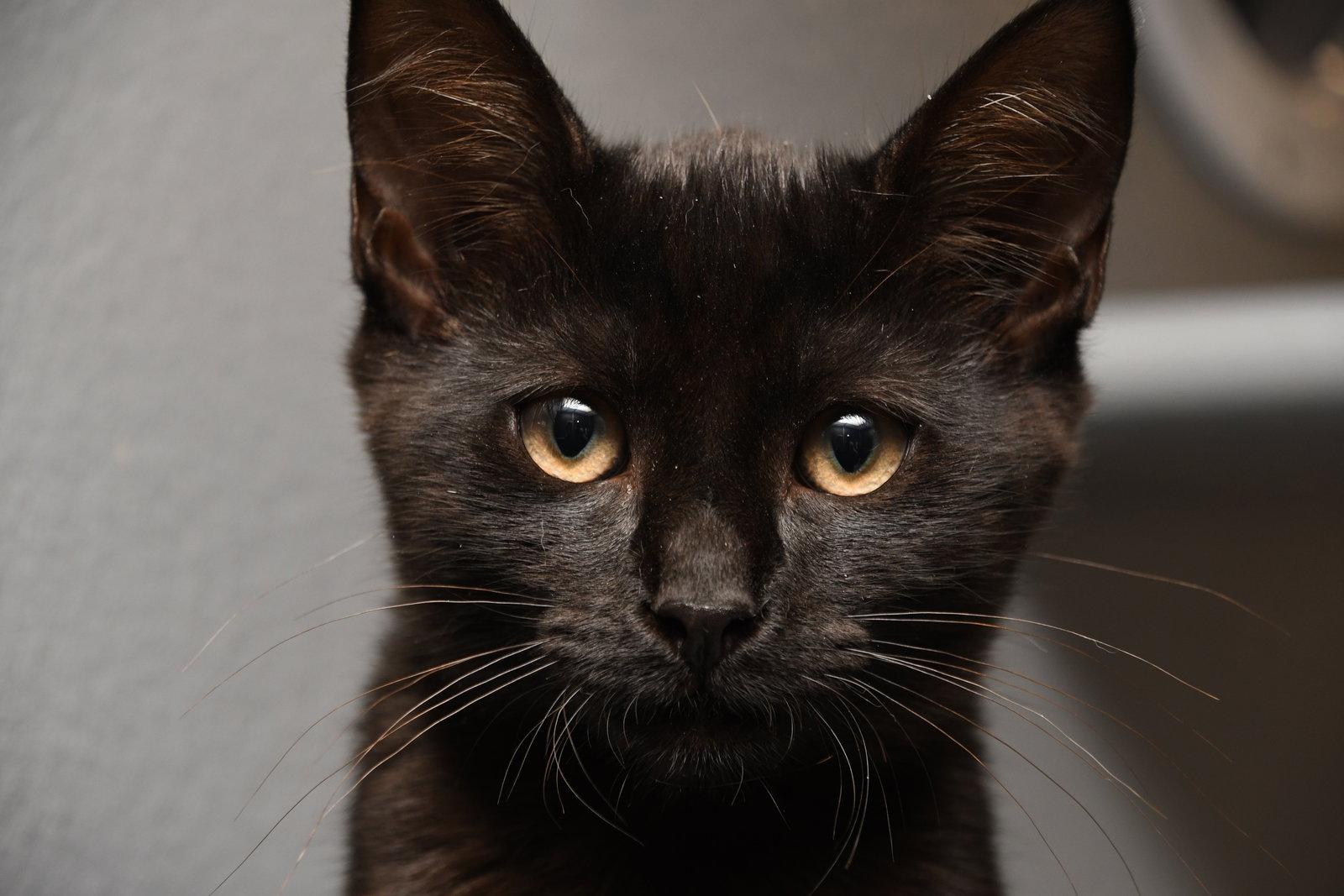 Henry, Adopted, Young Male American Shorthair.