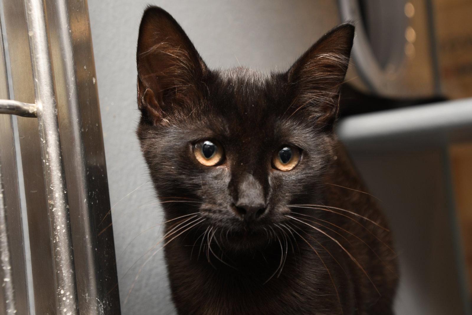 Henry, a Adopted American Shorthair in Naples, FL image 2/3