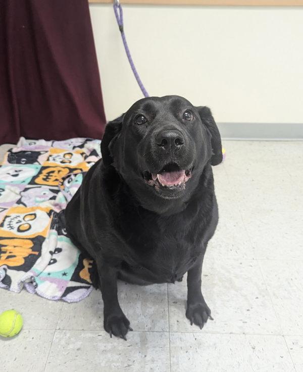 Enlarge *Greta*, a Adoptable mixed breed in Salt Lake City, UT image 1/1