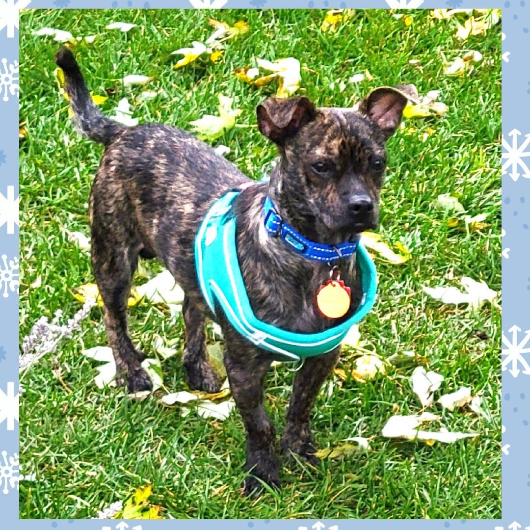 Bourbon, Adoptable, Adult Male Boston Terrier.