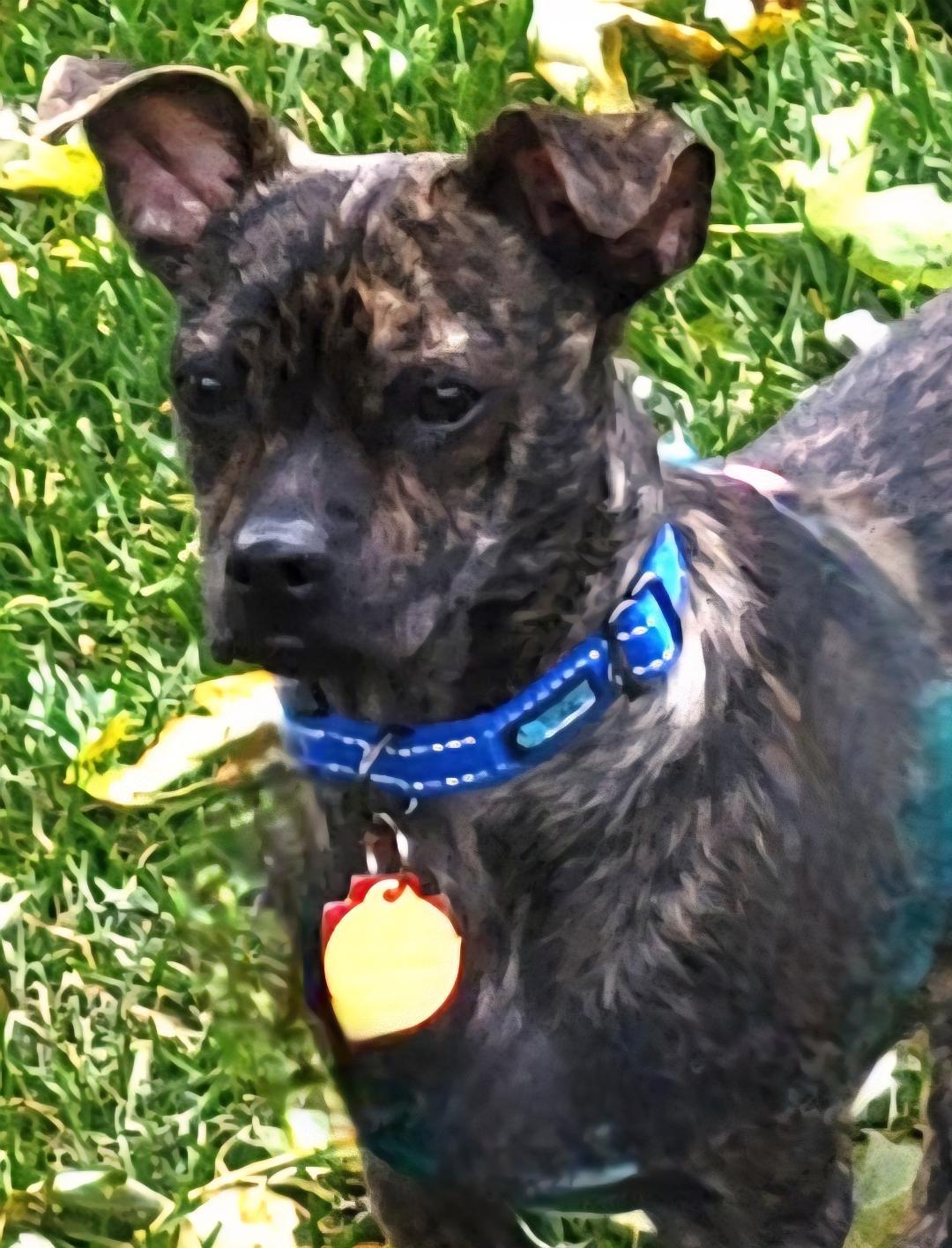 Enlarge Bourbon, a Adoptable mixed breed in Lake Geneva, WI image 2/6