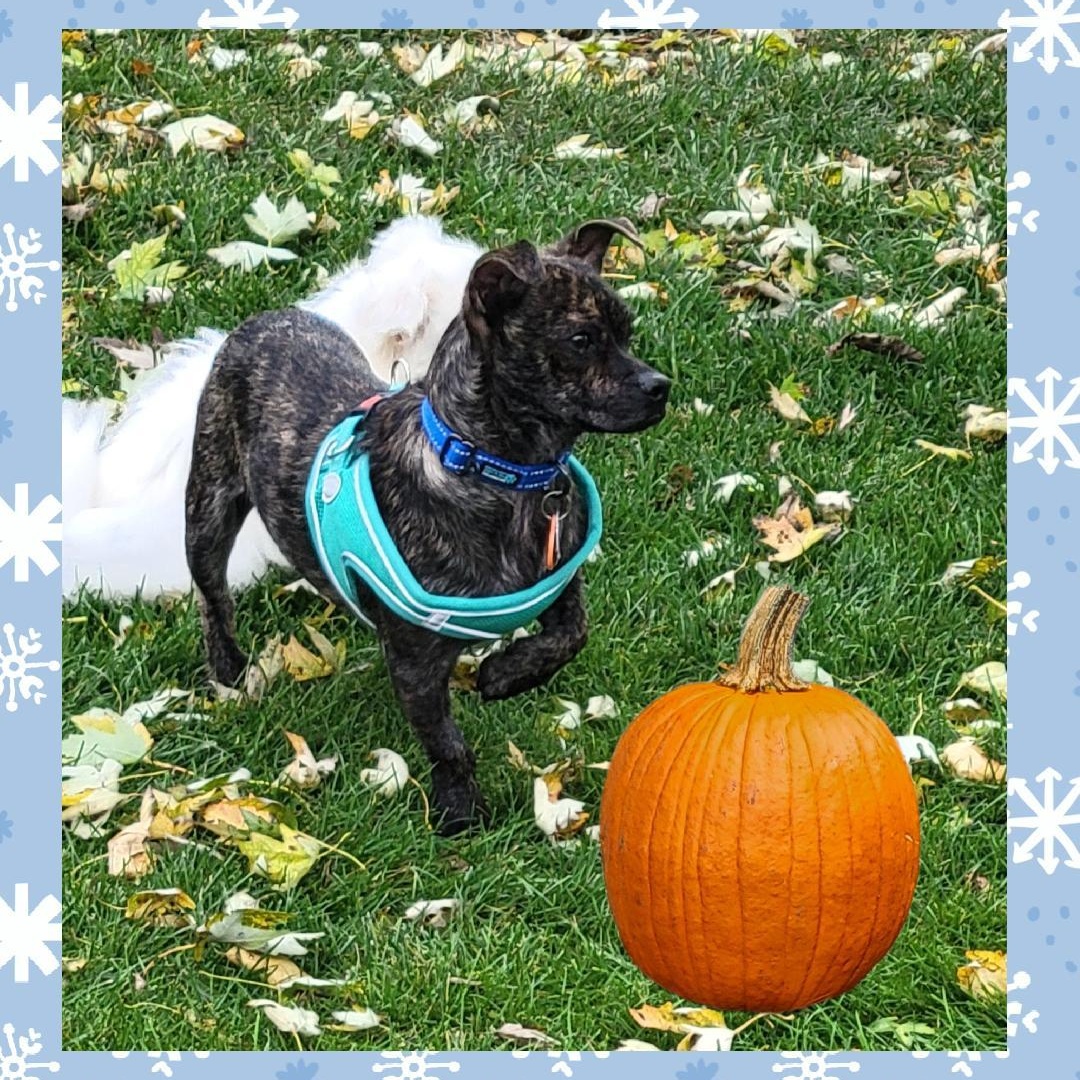 Enlarge Bourbon, a Adoptable mixed breed in Lake Geneva, WI image 3/6