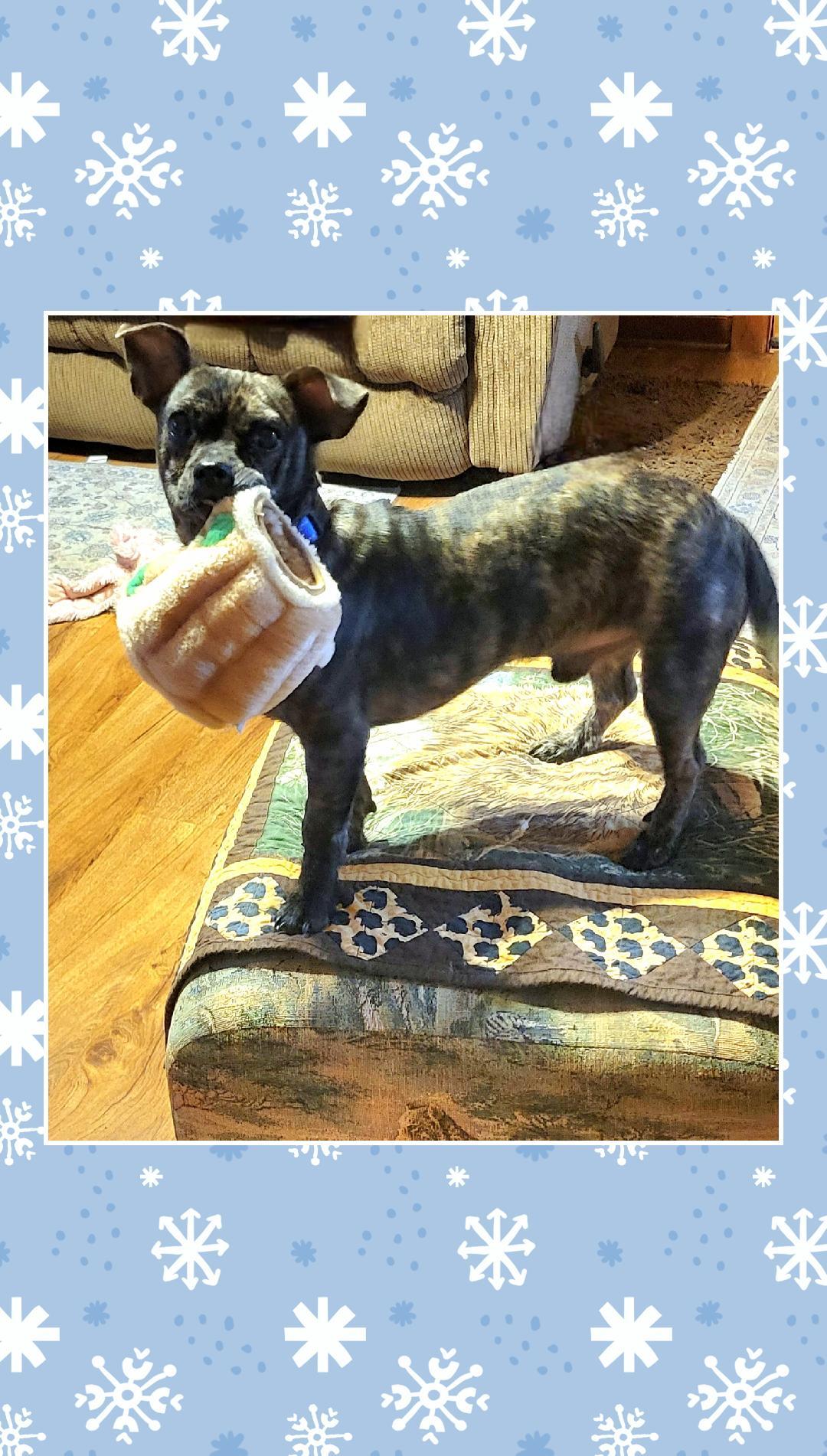 Enlarge Bourbon, a Adoptable mixed breed in Lake Geneva, WI image 4/6