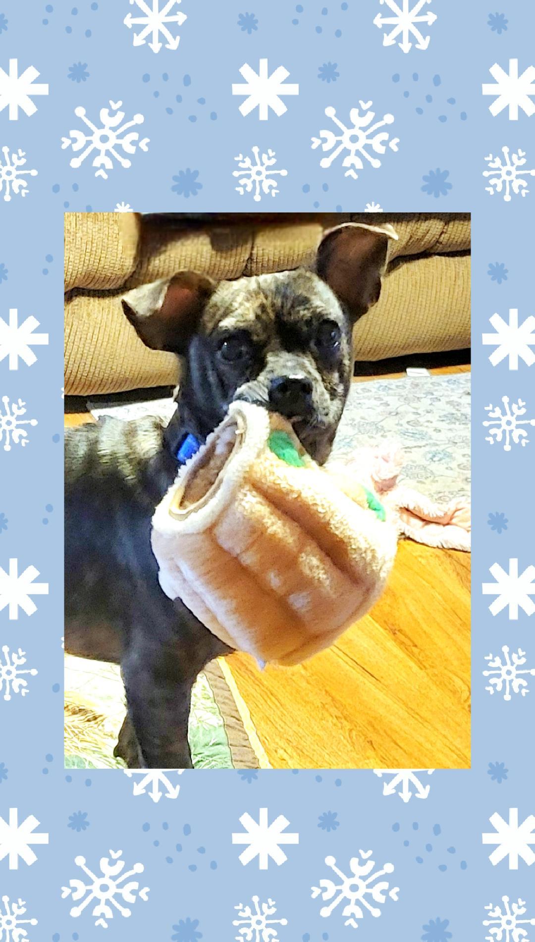 Enlarge Bourbon, a Adoptable mixed breed in Lake Geneva, WI image 5/6