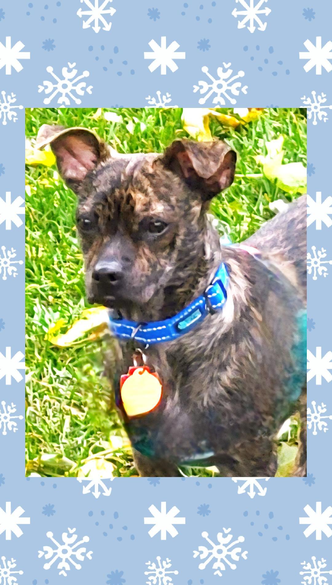 Enlarge Bourbon, a Adoptable mixed breed in Lake Geneva, WI image 6/6