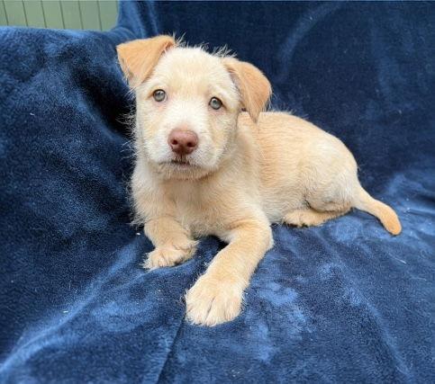 Enlarge London, a Adopted mixed breed in Orange, CA image 1/1