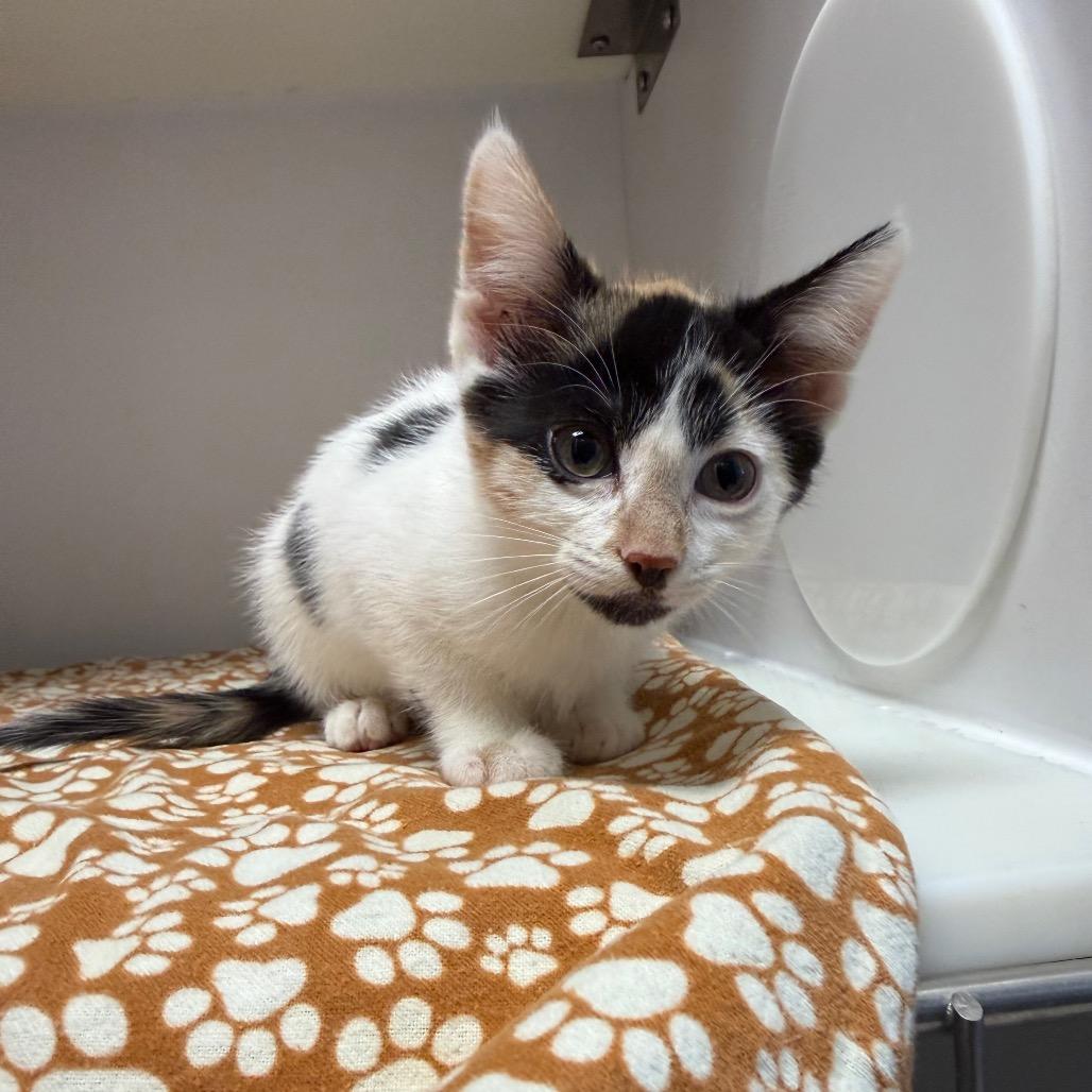 kitten 3, Adoptable, Kitten Female Domestic Medium Hair.