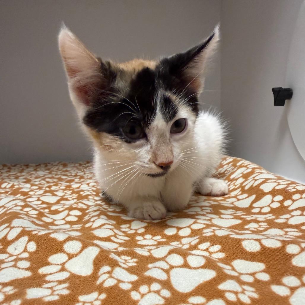 Enlarge kitten 3, a Adoptable Domestic Medium Hair in Fulton, MO image 2/3