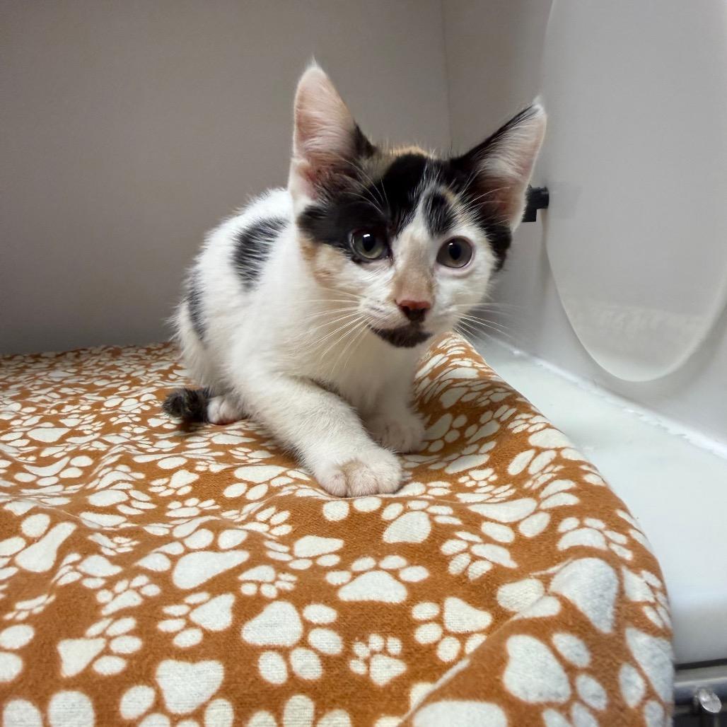 Enlarge kitten 3, a Adoptable Domestic Medium Hair in Fulton, MO image 3/3