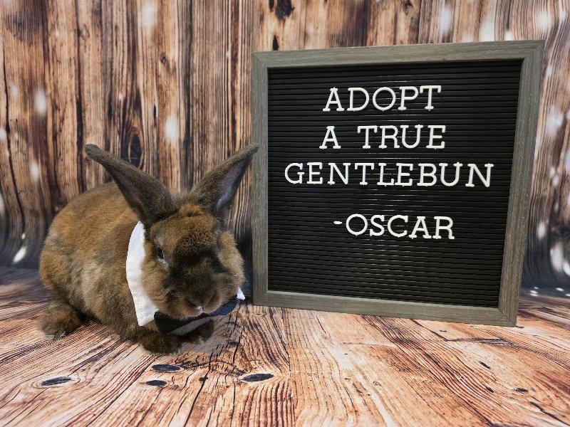 Oscar, Adoptable, Adult Male Lionhead & Mini Rex.
