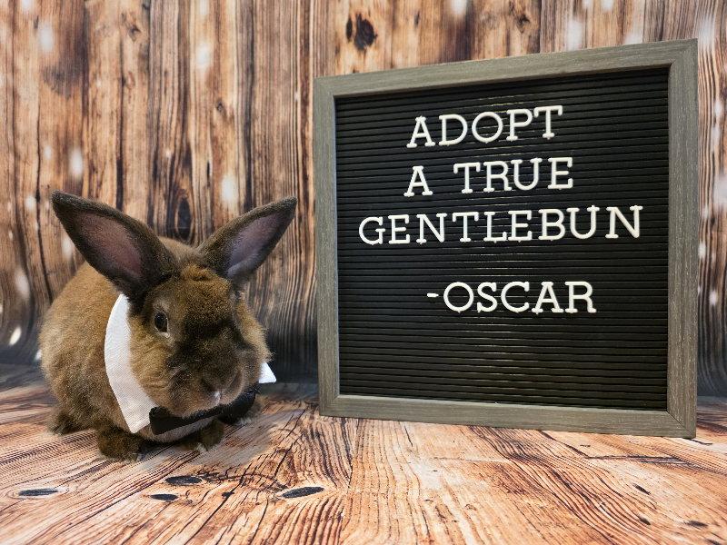 Enlarge Oscar, a Adoptable mixed breed in Columbus, OH image 2/2