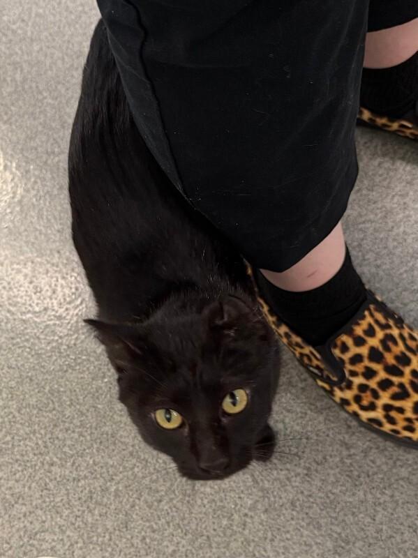 Midnight Moon, Adoptable, Adult Female Domestic Short Hair.