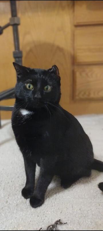 Midnight Moon, Adoptable, Adult Female Domestic Short Hair.
