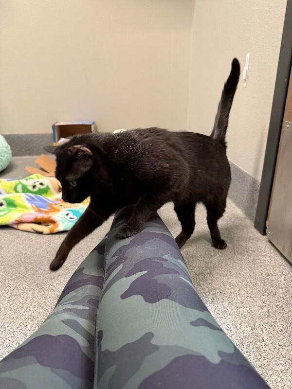 Midnight Moon, a Adoptable Domestic Short Hair in Westminster, CO image 2/6