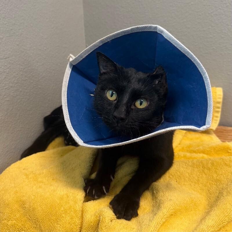 Midnight Moon, a Adoptable Domestic Short Hair in Fort Collins, CO image 3/6