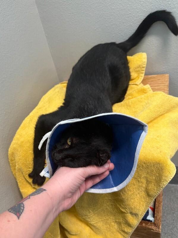 Midnight Moon, a Adoptable Domestic Short Hair in Fort Collins, CO image 4/6