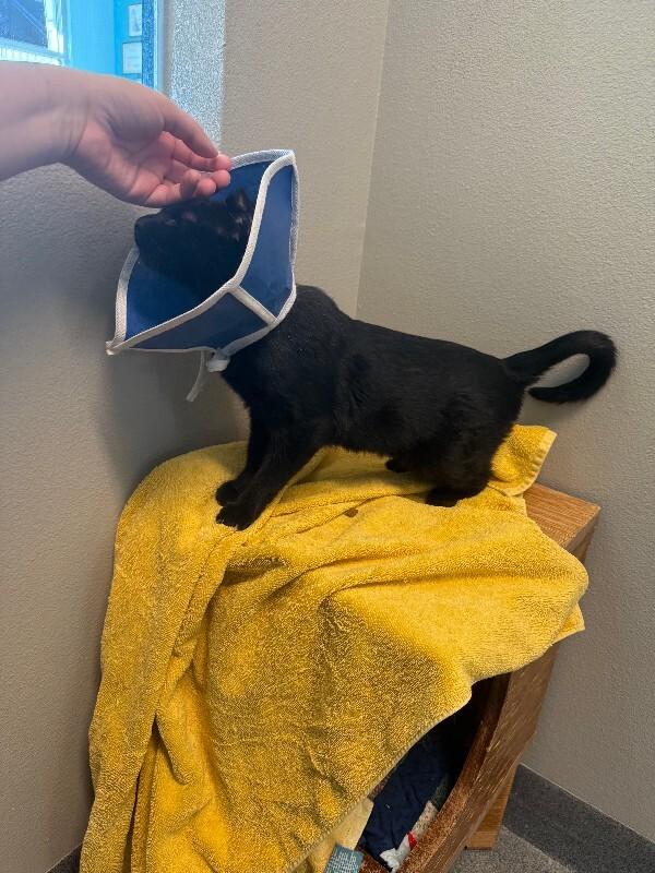 Midnight Moon, a Adoptable Domestic Short Hair in Fort Collins, CO image 6/6