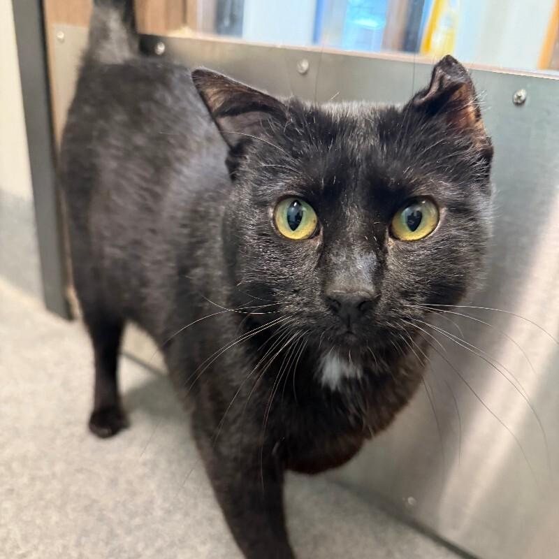 Midnight Moon, a Adoptable Domestic Short Hair in Westminster, CO image 4/6