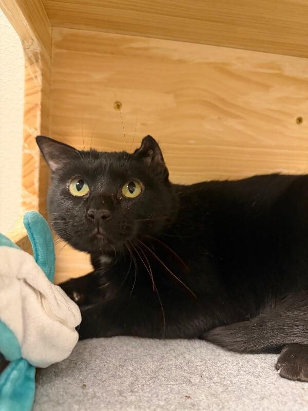 Midnight Moon, a Adoptable Domestic Short Hair in Westminster, CO image 6/6