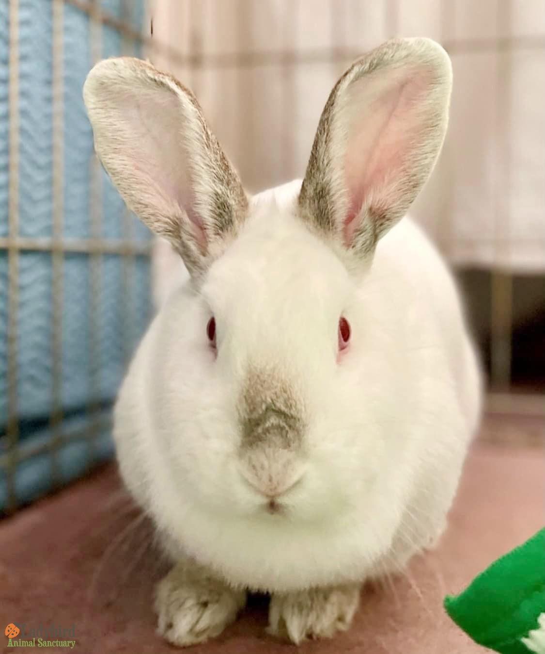 Enlarge Poppet, a Adoptable mixed breed in Hamilton, ON image 4/5