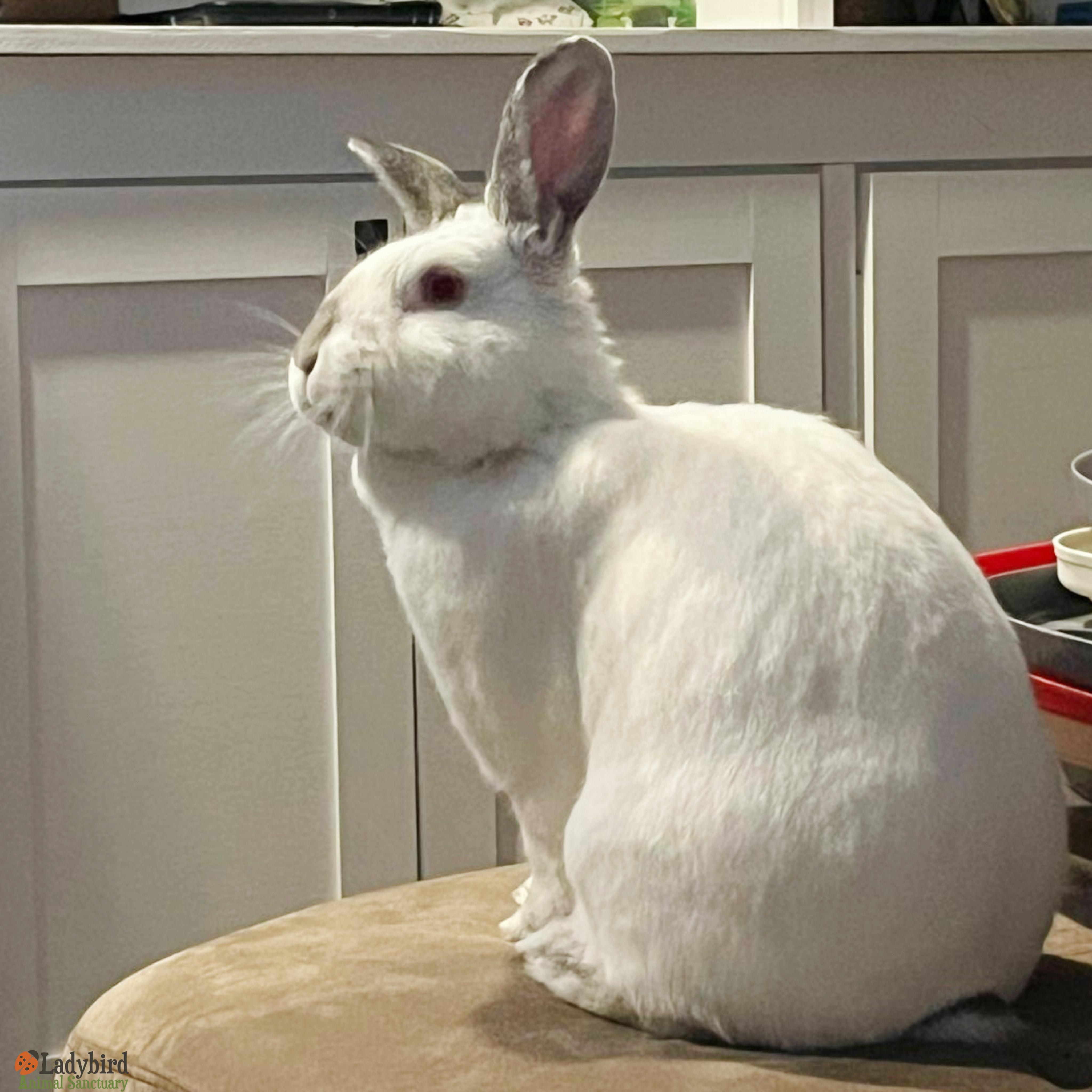 Poppet, Adoptable, Adult Female New Zealand & Bunny Rabbit.