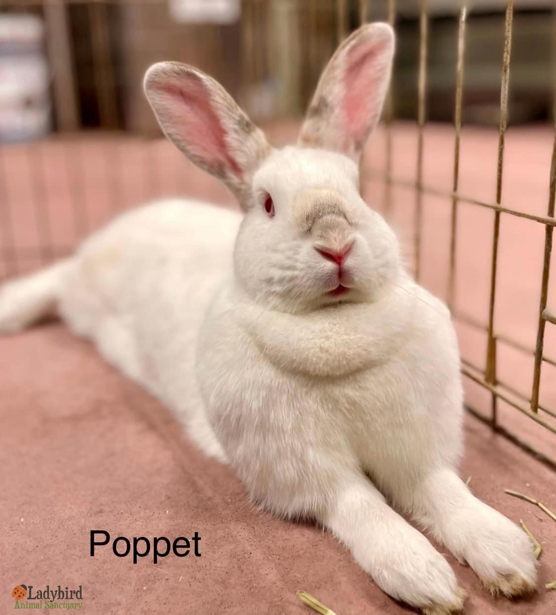Enlarge Poppet, a Adoptable mixed breed in Hamilton, ON image 5/5