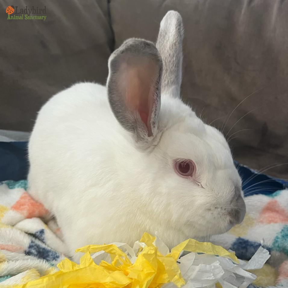 Enlarge Poppet, a Adoptable mixed breed in Hamilton, ON image 3/5