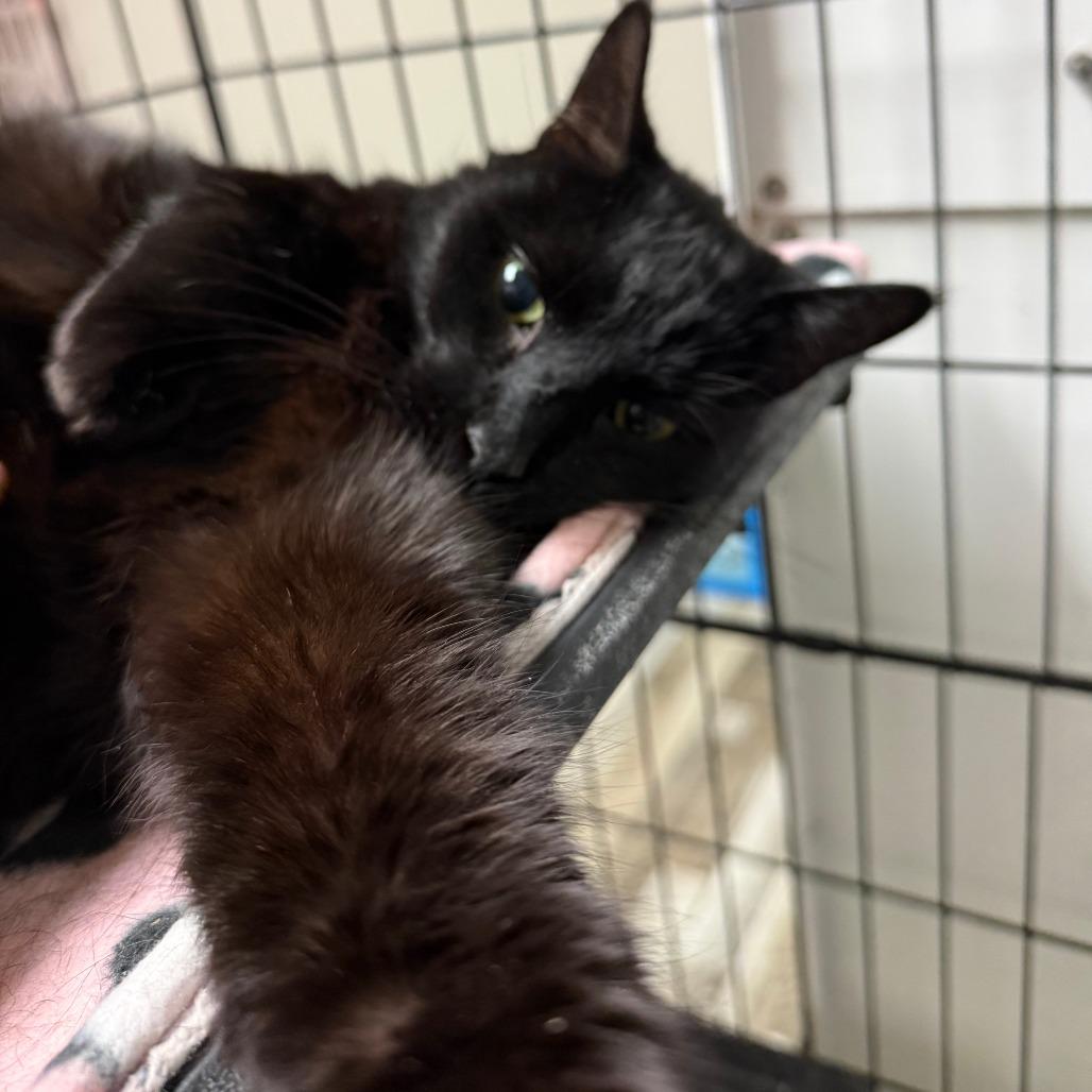 Otis, Adoptable, Senior Male Domestic Short Hair.