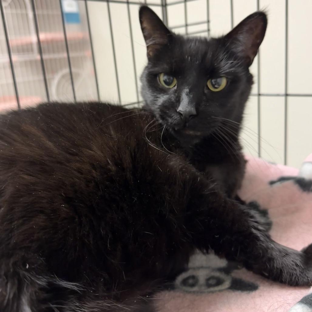 Enlarge Otis, a Adoptable Domestic Short Hair in Bloomington, IL image 2/6