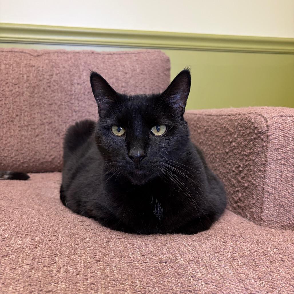 Enlarge Otis, a Adoptable Domestic Short Hair in Bloomington, IL image 3/6