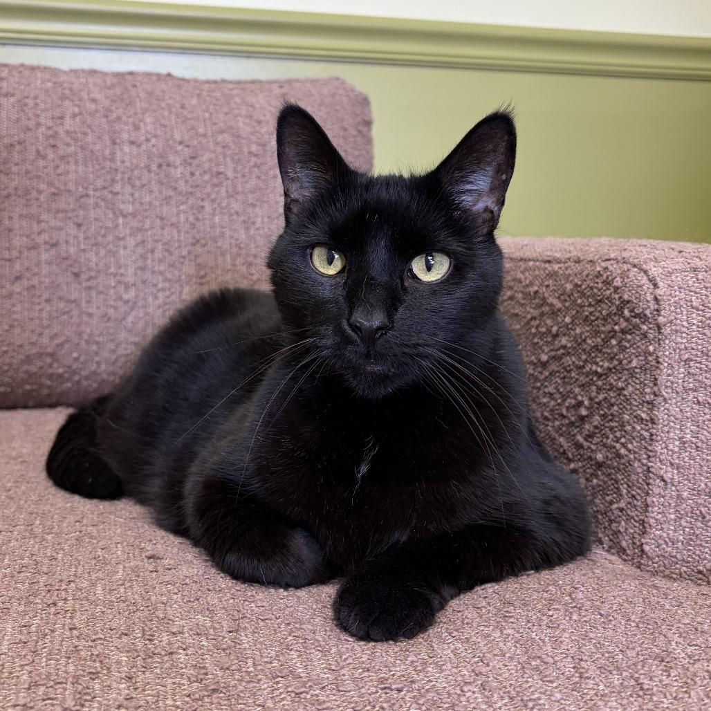 Enlarge Otis, a Adoptable Domestic Short Hair in Bloomington, IL image 4/6