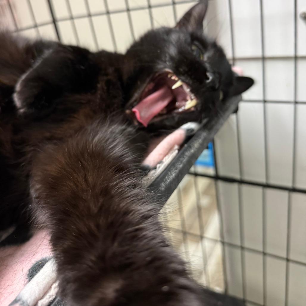 Enlarge Otis, a Adoptable Domestic Short Hair in Bloomington, IL image 5/6